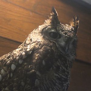 Spotted eagle-owl (Bubo africanus)