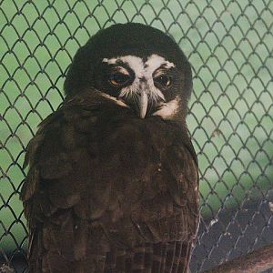 Spectacled owl (Pulsatrix perspicillata)