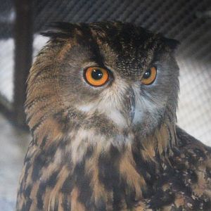 European eagle-owl (Bubo bubo bubo)