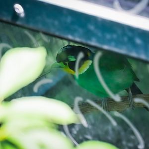 Long-tailed Broadbill (psarisomus dalhousiae) 08/25