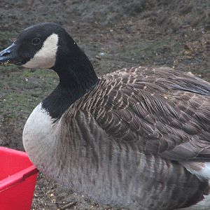 Canada goose (Branta canadensis)