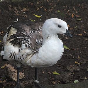 Lesser upland goose (Chloephaga picta picta)