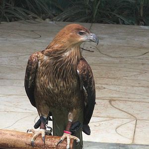Whistling kite (Haliastur sphenurus)