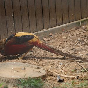 Golden pheasant (Chrysolophus pictus)