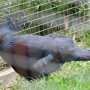Victoria crowned pigeon (Goura victoria)