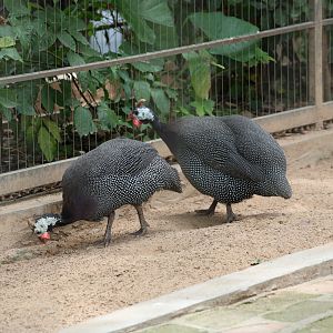 Helmeted guineafowl (Numida meleagris)