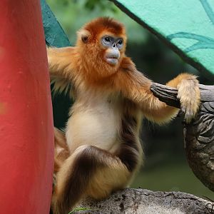Golden snub-nosed monkey (Rhinopithecus roxellana)
