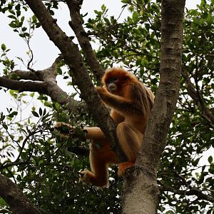 Golden-snub nosed monkey in tree
