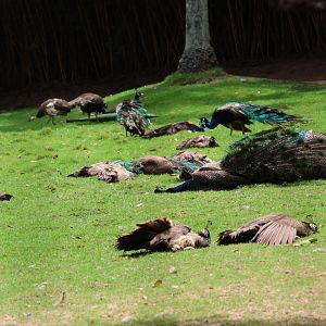 Indian peafowl (Pavo cristatus) field