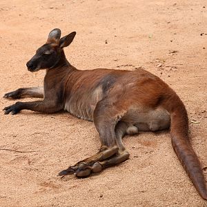 Eastern wallaroo (Osphranter robustus robustus)