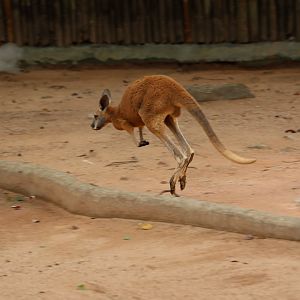 Red kangaroo (Osphranter rufus)