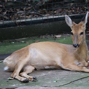 Siberian roe deer (Capreolus pygargus)