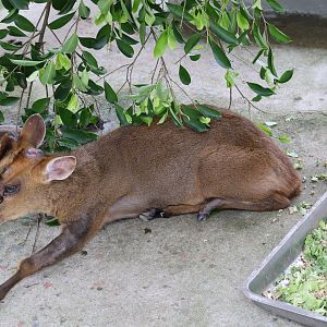 Reeve's muntjac (Muntiacus reevesi)