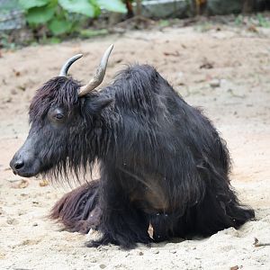 Domestic yak (Bos grunniens)