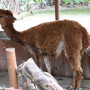 Alpaca (Lama pacos)