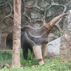 Giant anteater (Myrmecophaga tridactyla)