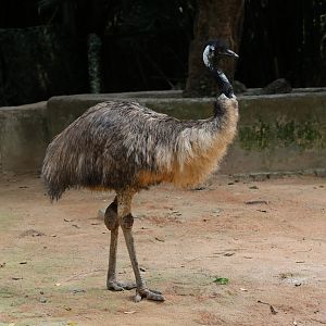 Emu (Dromaius novaehollandiae)