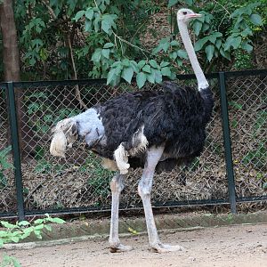 Common ostrich (Struthio camelus)