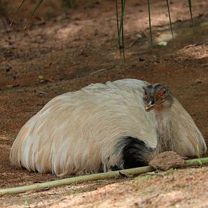 Greater rhea (Rhea americana)