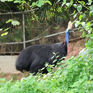 Southern cassowary (Casuarius casuarius)