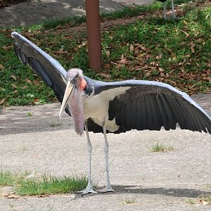 Marabou stork (Leptoptilos crumenifer)