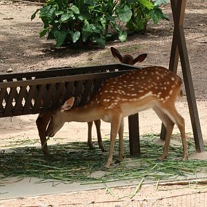 Sika deer (Cervus nippon)