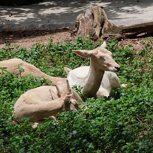 European fallow deer (Dama dama)
