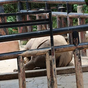 Southern white rhinoceros (Ceratotherium simum simum)