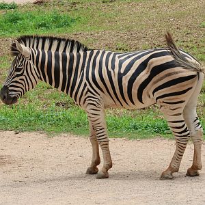 Plains zebra (Equus quagga)