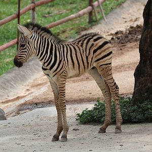 Plains zebra foal