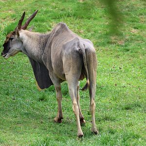 Common eland (Taurotragus oryx)