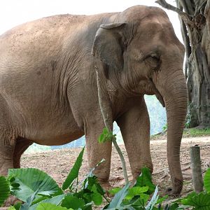 Asian elephant (Elephas maximus)
