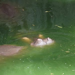 Hippopotamus (Hippopotamus amphibius)