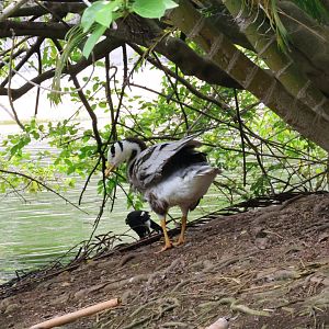 Bar-headed goose (Anser indicus)