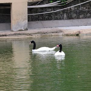 Black-necked swan (Cygnus melancoryphus)