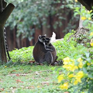 Ring-tailed lemur (Lemur catta)