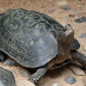 Giant Asian pond turtle (Heosemys grandis)