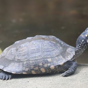 Black pond turtle (Geoclemys hamiltonii)