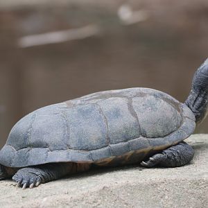Yellow pond turtle (Mauremys mutica)
