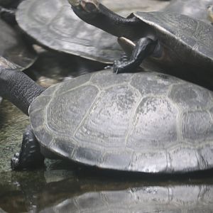 Yellow-spotted river turtle (Podocnemis unifilis)
