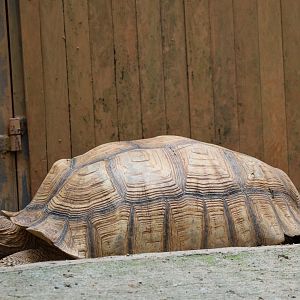 African spurred tortoise (Centrochelys sulcata)
