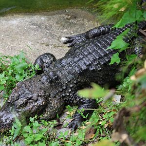 Chinese alligator (Alligator sinensis)