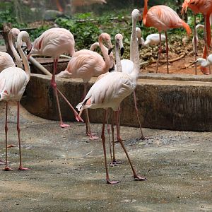 Greater flamingo (Phoenicopterus roseus)