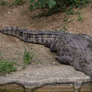 Siamese crocodile (Crocodylus siamensis)