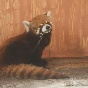Red panda (Ailurus fulgens)