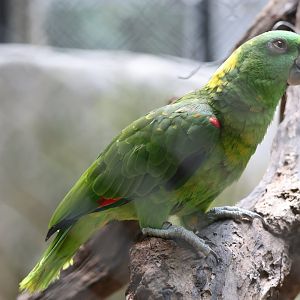 Yellow-naped amazon (Amazona auropalliata)