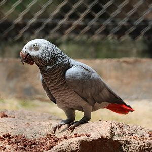 Grey parrot (Psittacus erithacus)