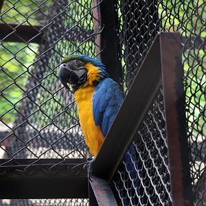 Blue-and-yellow macaw (Ara ararauna)