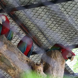 Red-and-green macaw (Ara chloropterus)