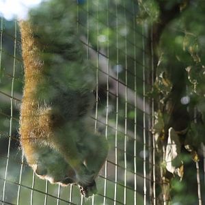 Pygmy slow loris (Xanthonycticebus pygmaeus)